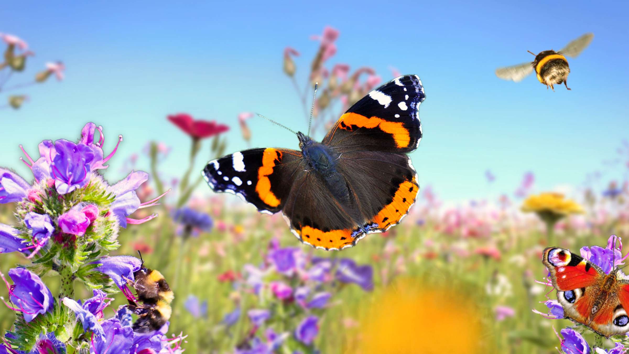 Eine Schutzzone für Insekten, Schmetterlinge und Co – Freiflächenw ie diese sind ein unverzichtbarer Lebensraum.